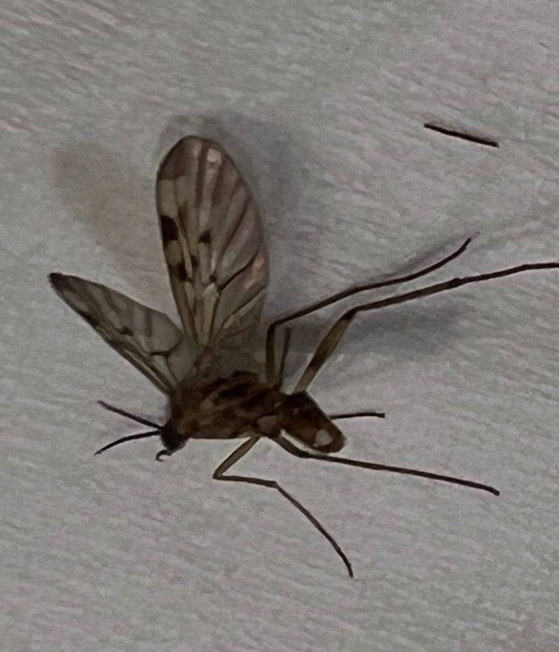 Auf dem Bild ist eine Gewöhnliche Stelzmücke zu sehen, die auf einer hellen Wand sitzt. Die gemusterten Flügel und langen Beine sind gut erkennbar.