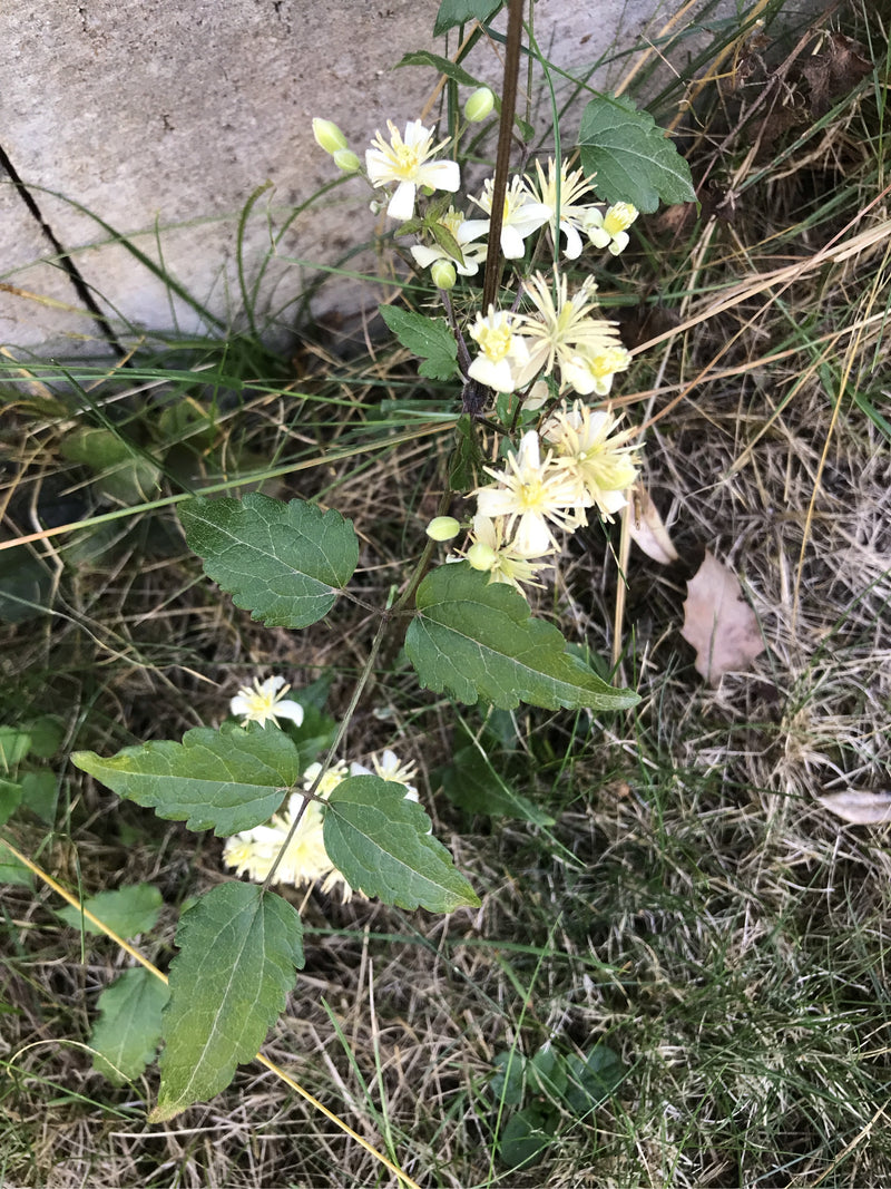 Gewöhnliche Waldrebe — Bild 2 von 17