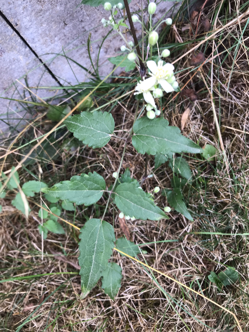 Gewöhnliche Waldrebe — Bild 1 von 17