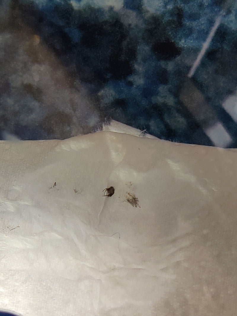 Auf dem hellen Untergrund ist eine Gewöhnliche Wandspinne zu sehen.