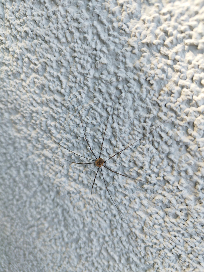 Ein Gewöhnlicher Weberknecht sitzt auf einer hellen Rauputzwand. Seine typischen, extrem langen Beine sind weit ausgebreitet.