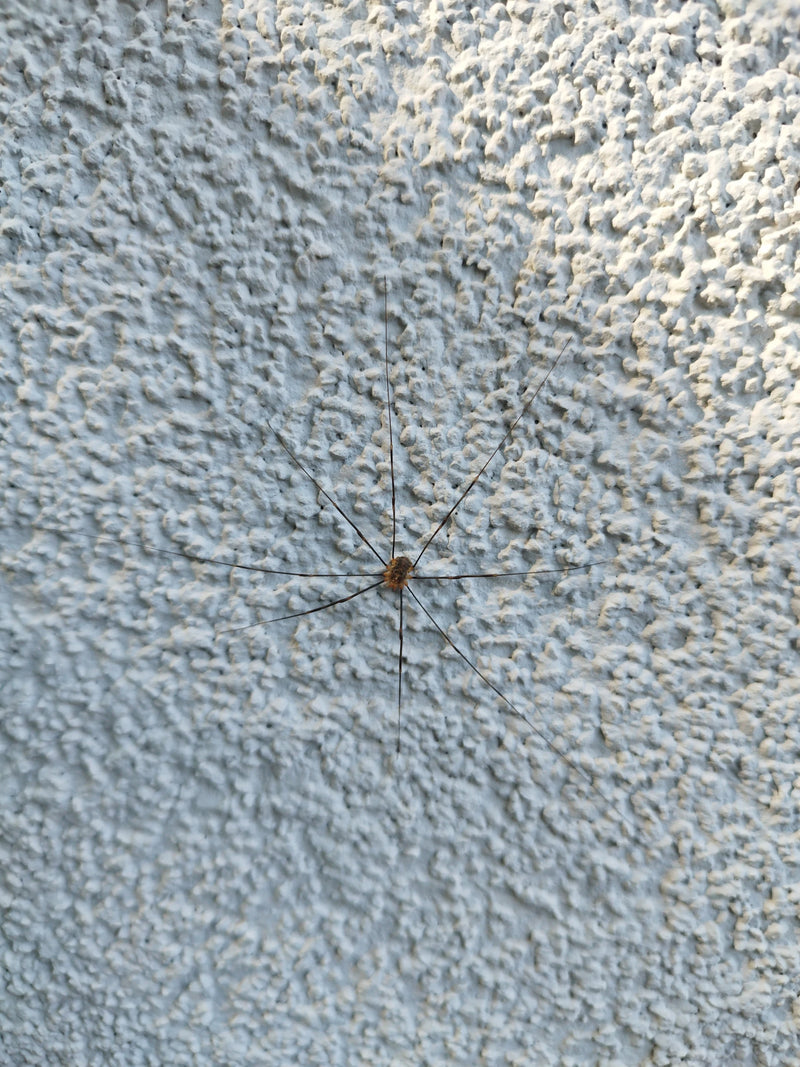Auf einer hellen, strukturierten Putzwand sitzt ein Gewöhnlicher Weberknecht mit charakteristisch langen Beinen. Das Tier ist in einer Aufsicht gut zu erkennen.