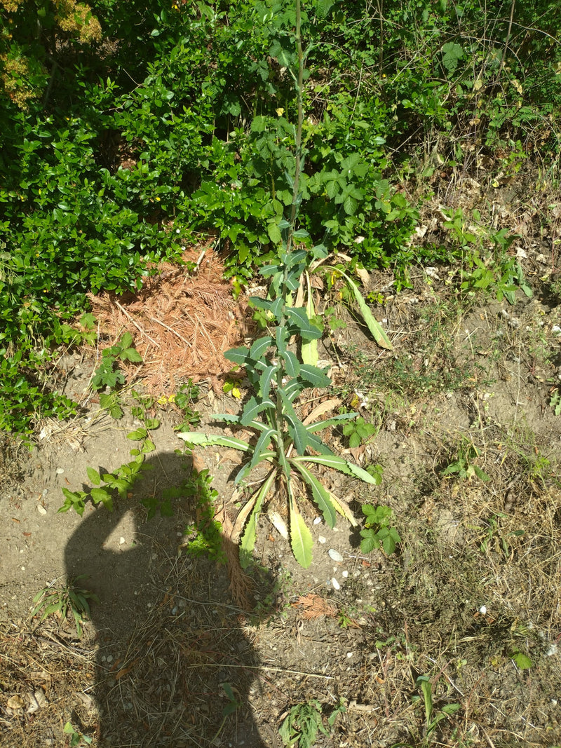 Zu sehen ist eine Wegwarte in einer bodennahen Blattrosette vor dichter Vegetation. Die Pflanze wächst auf trockenem Boden.