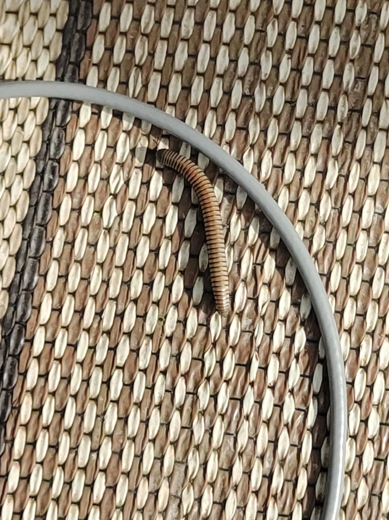 Ein Gewöhnlicher Felddoppelfüßer kriecht auf einer gemusterten Matte entlang eines Kabels.
