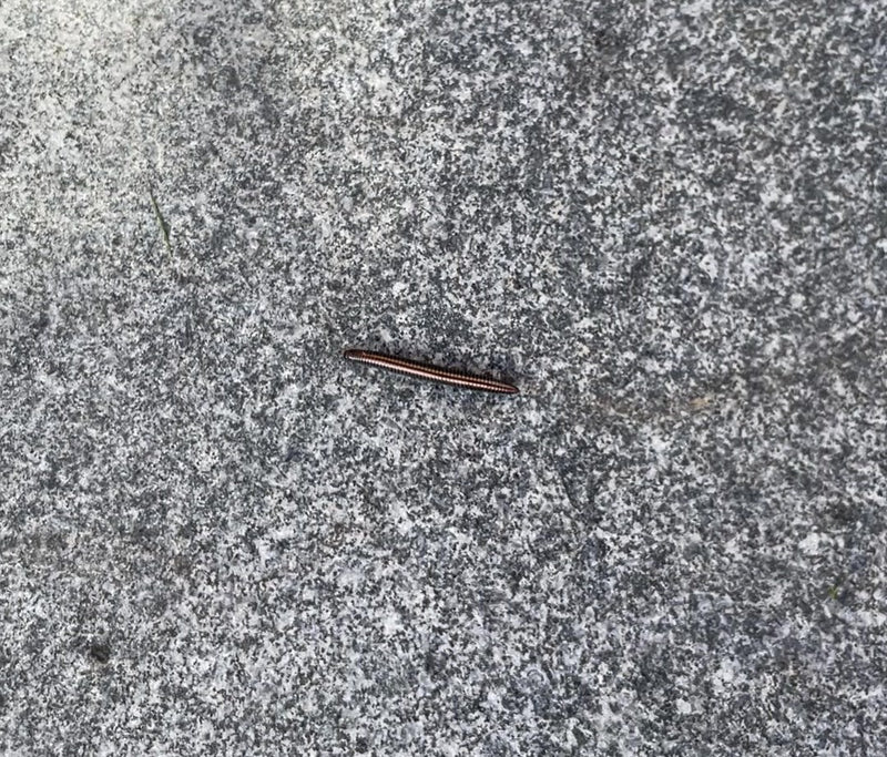 Ein Gewöhnlicher Felddoppelfüßer krabbelt über einen grauen Steinboden. Das Tier ist aufgrund seiner geringen Größe im Bild schwer zu erkennen.