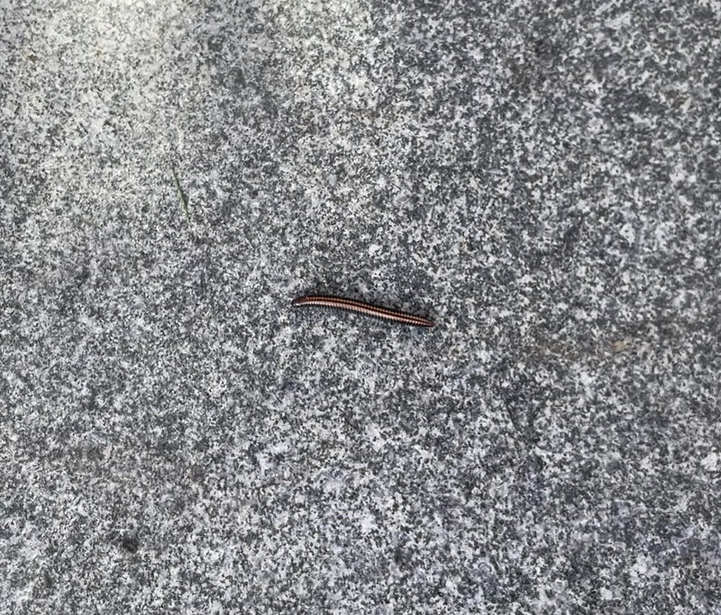 Ein Gewöhnlicher Felddoppelfüßer krabbelt über einen grauen Steinboden. Das längliche Tier zeigt seine typische Färbung und Struktur.