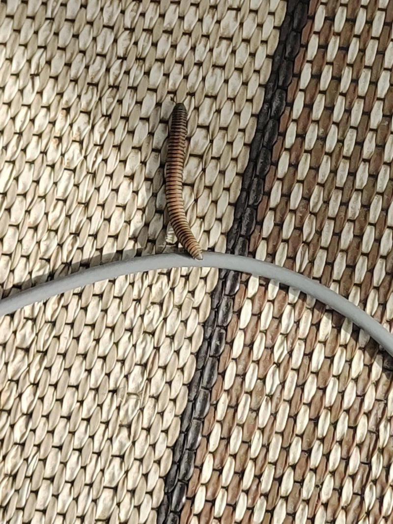 Ein Gewöhnlicher Felddoppelfüßer kriecht auf einer gewebten Matte an einem Kabel entlang.