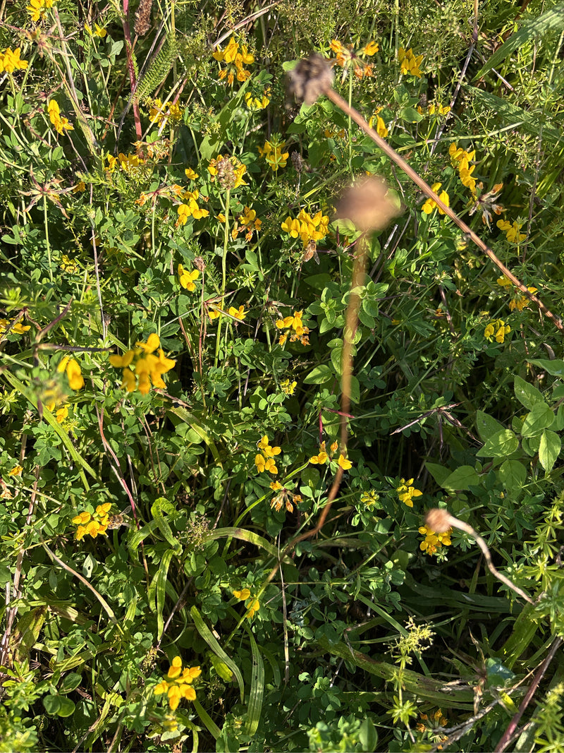 Auf dem Bild ist dichter Bewuchs mit gelben Blüten und grünen Blättern des Hornklees zu sehen. Die Pflanze wächst mitten in einer Wiese.