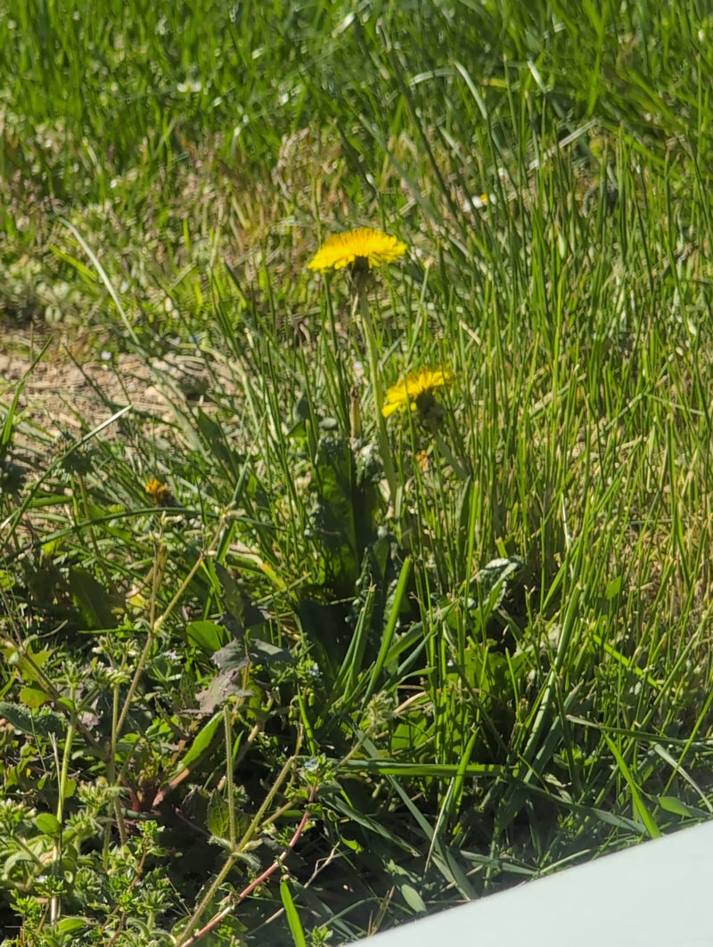 Zwei gelbe Löwenzahnblüten wachsen gut sichtbar in einer grünen Wiese zwischen hohem Gras.