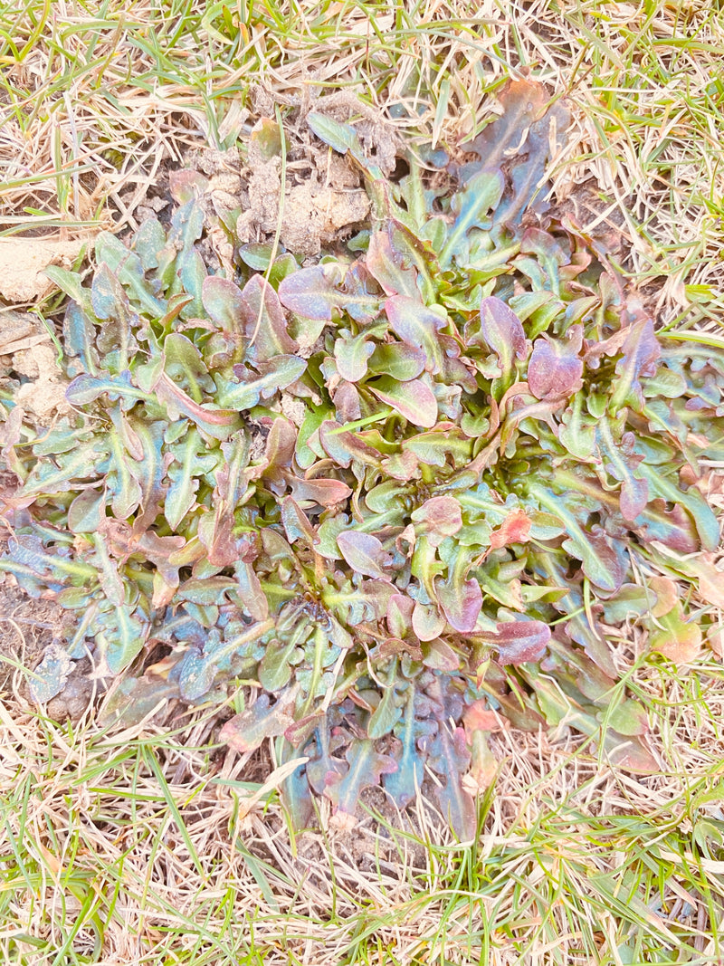 Zu sehen ist die bodennahe Blattrosette eines Löwenzahns inmitten von trockenem Gras. Die gezahnten Blätter breiten sich flach auf dem Boden aus.