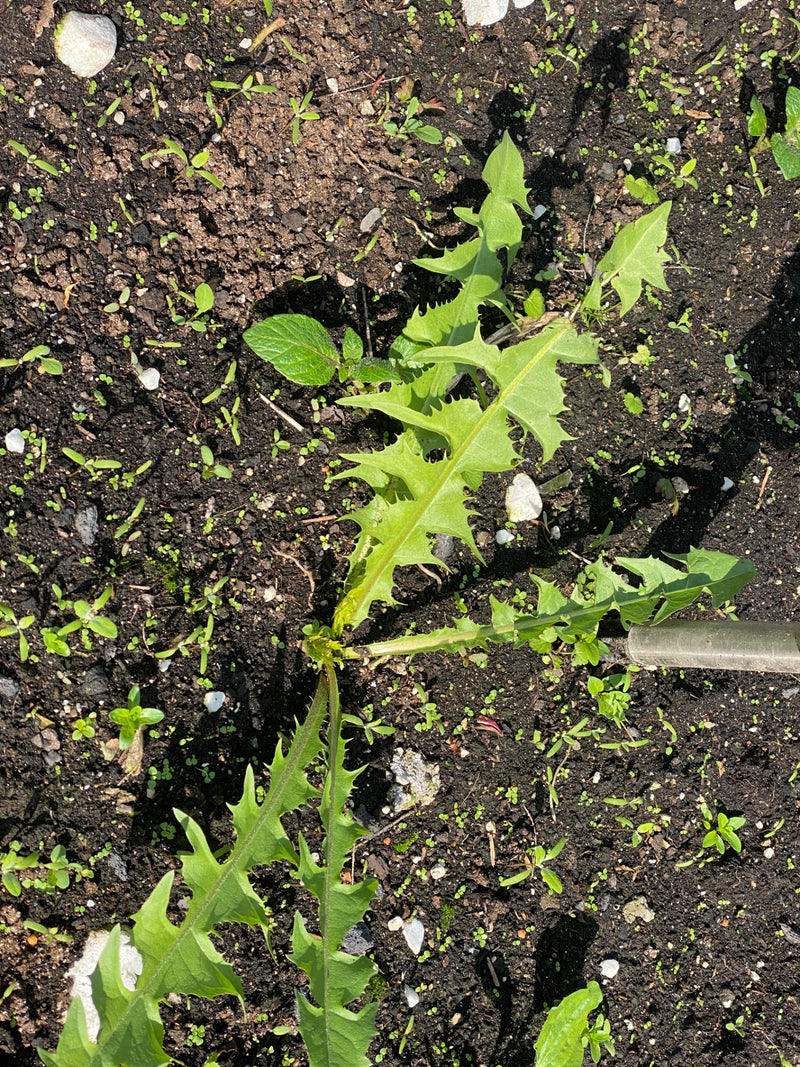 Auf dem Bild ist eine grüne Blattrosette eines Löwenzahns von oben zu sehen. Die typisch gezahnten Blätter wachsen auf dunkler Gartenerde.