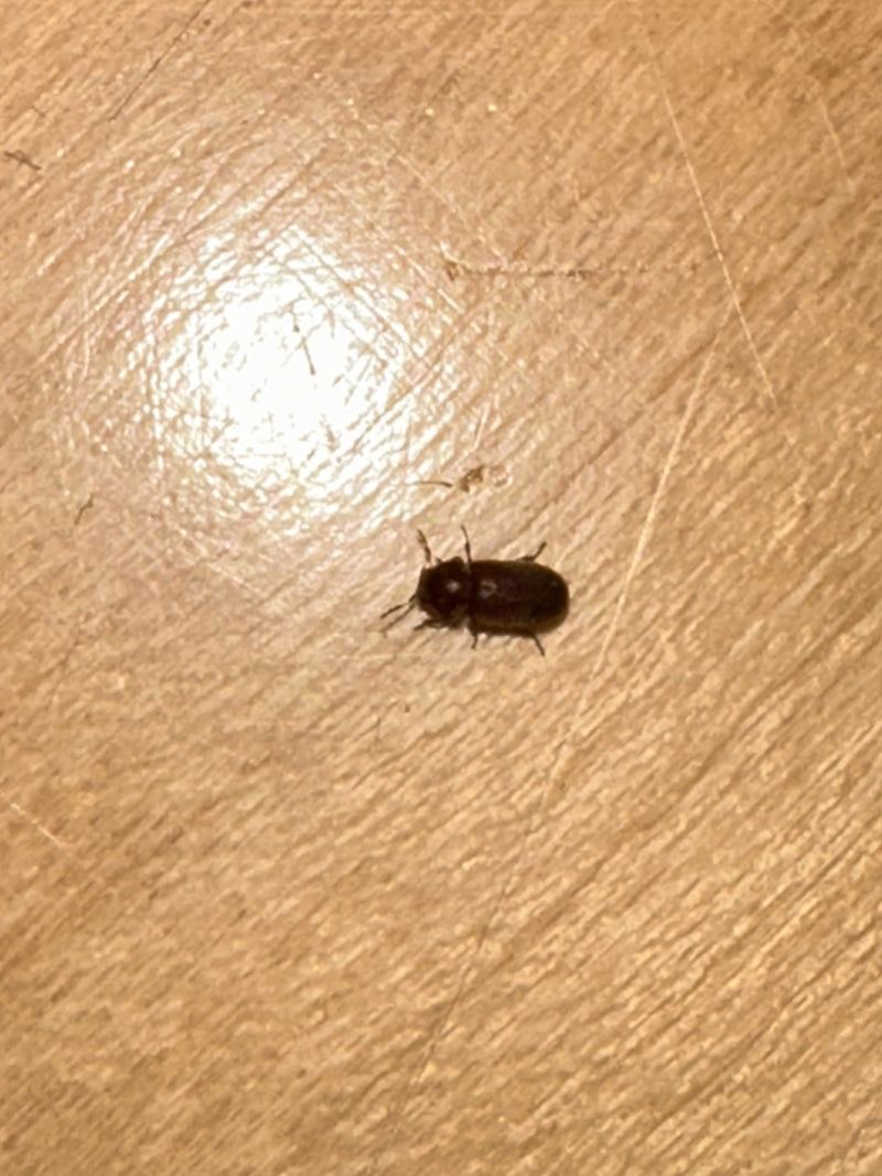 Auf einer hellen Holzoberfläche sitzt ein einzelner Gewöhnlicher Nagekäfer. Das Insekt ist von oben zu sehen.