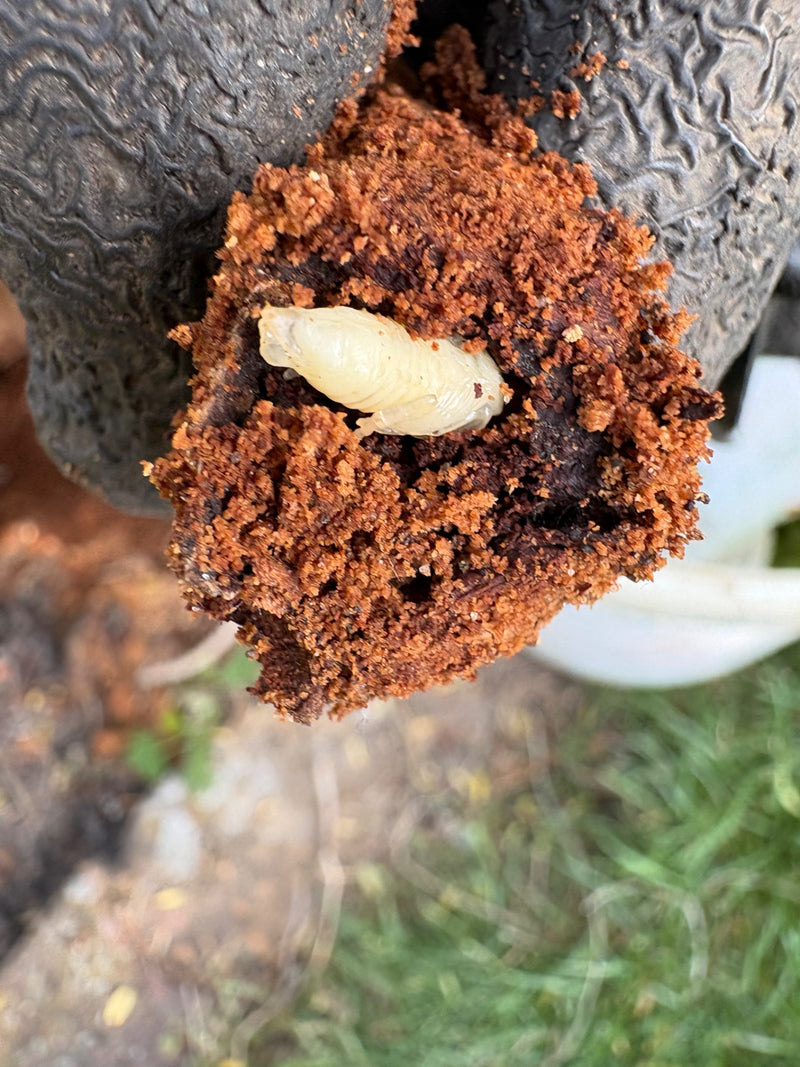 Zu sehen ist eine helle Larve des Holzwurms in einer Öffnung gefüllt mit rötlichem Bohrmehl. Das Insekt liegt eingebettet im zerstörten Holz.