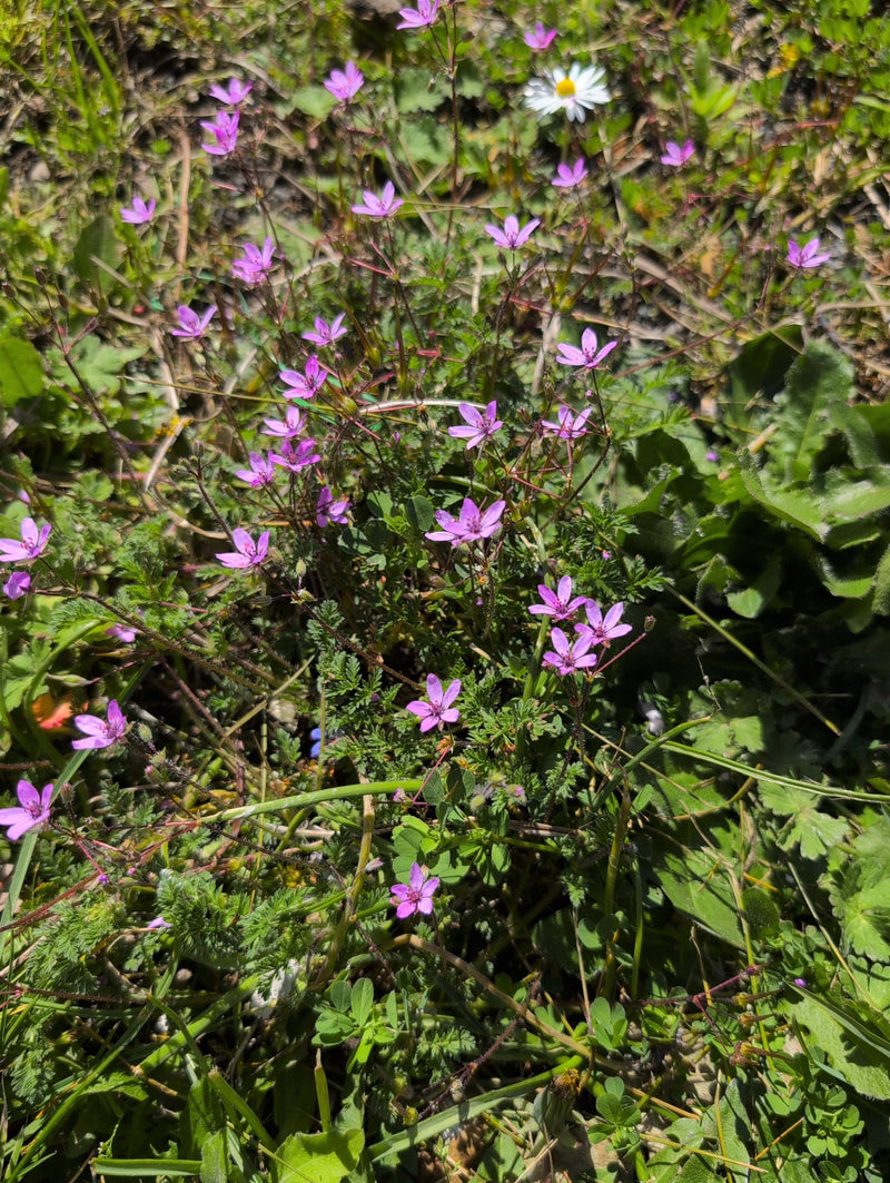 Auf der Wiese blühen zahlreiche kleine, rosa Blüten des Gewöhnlichen Reiherschnabels. Die feingefiederten Blätter wachsen dicht am Boden.
