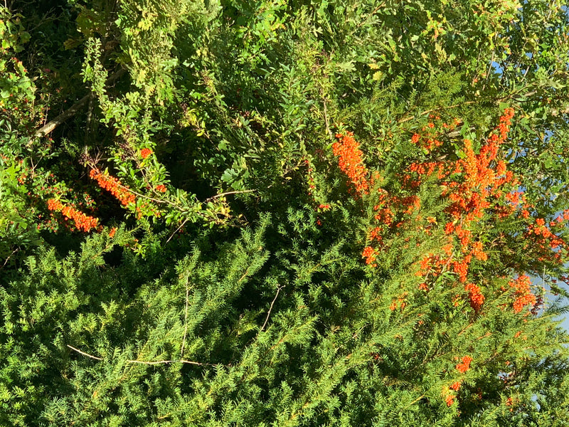 Auf dem Bild sind dichte Sanddornsträucher mit leuchtend orangefarbenen Beeren und grünem Laub zu sehen. Sie wachsen in einer natürlichen Umgebung im Freien.