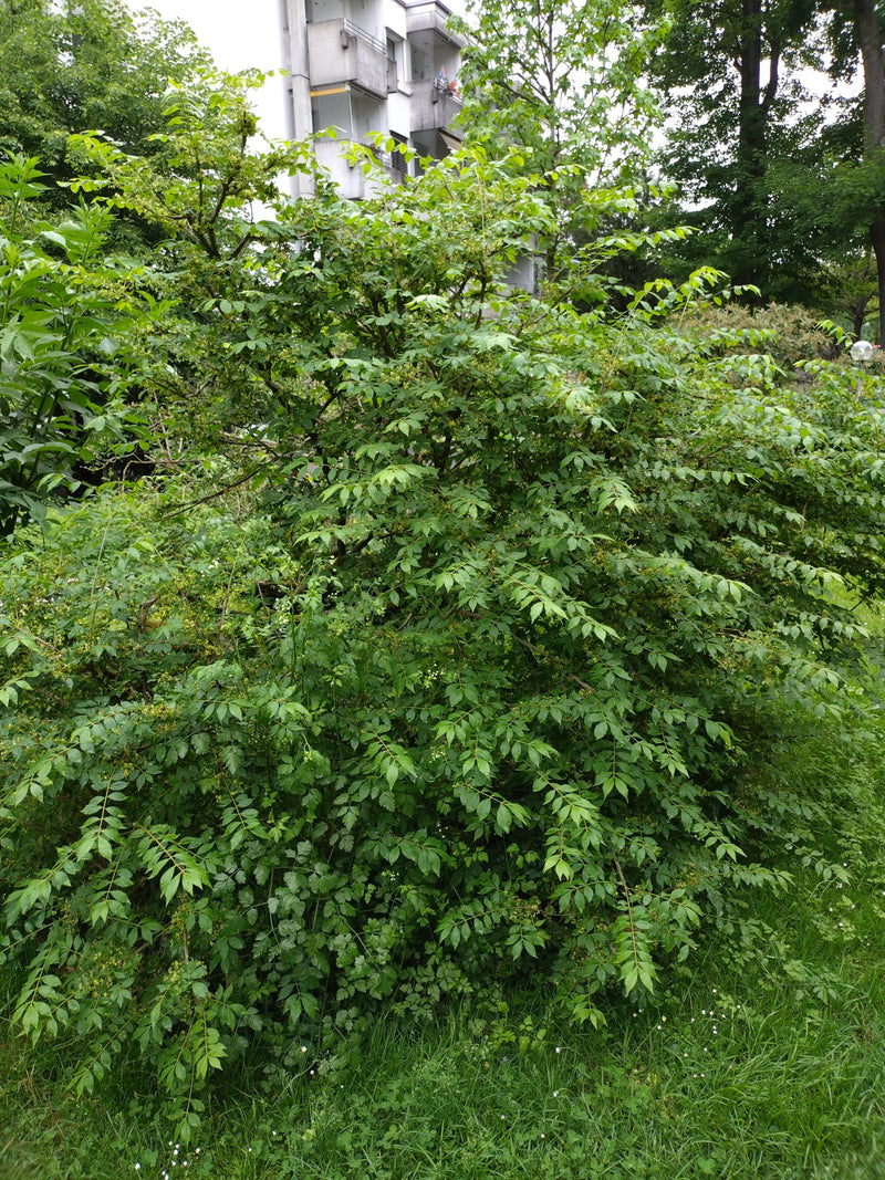 Gewöhnlicher Spindelstrauch — Bild 1 von 28