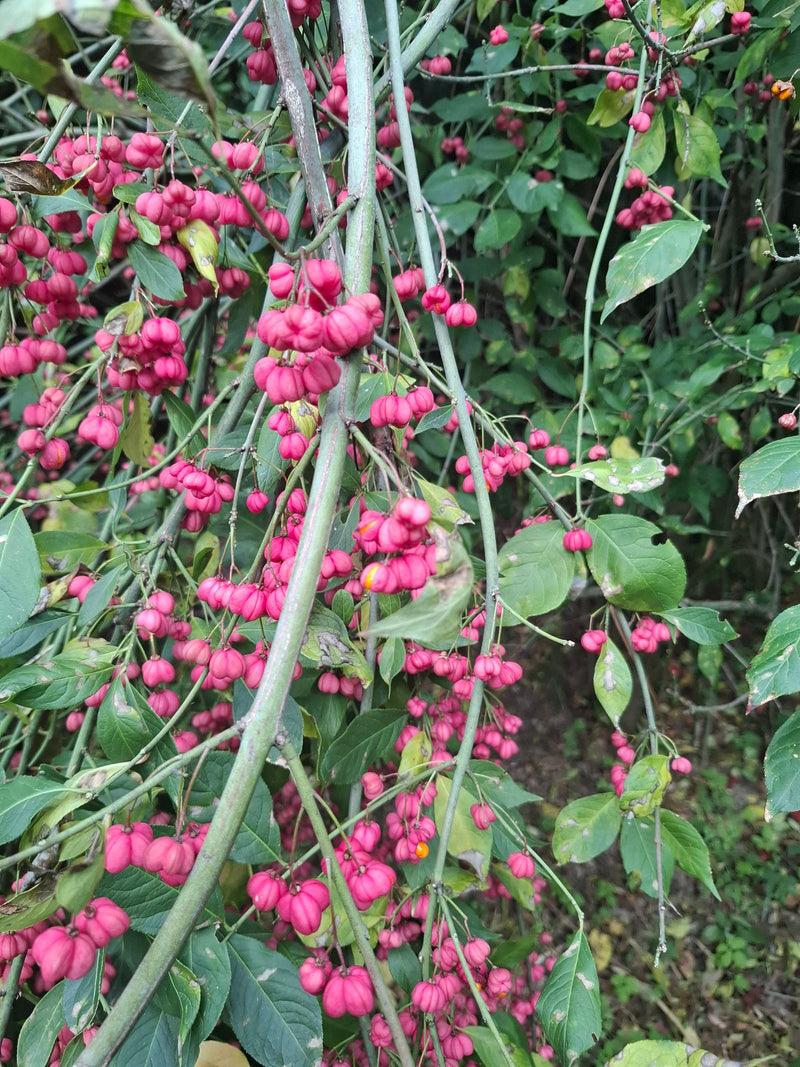 Zu sehen sind die charakteristischen, leuchtend pinken Früchte und grünen Zweige eines Gewöhnlichen Spindelstrauchs. Die Pflanze befindet sich in einer natür...