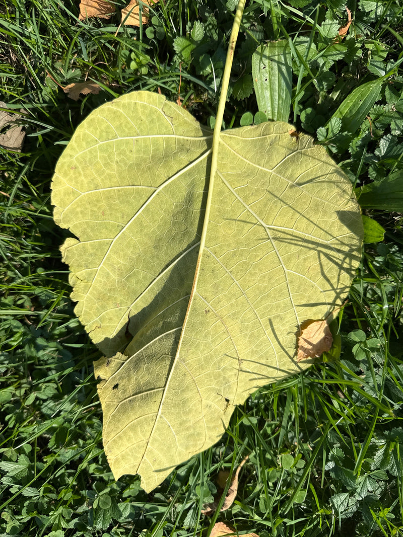 Ein großes, herzförmiges Blatt eines Trompetenbaums liegt mit der Unterseite nach oben auf einer Wiese.