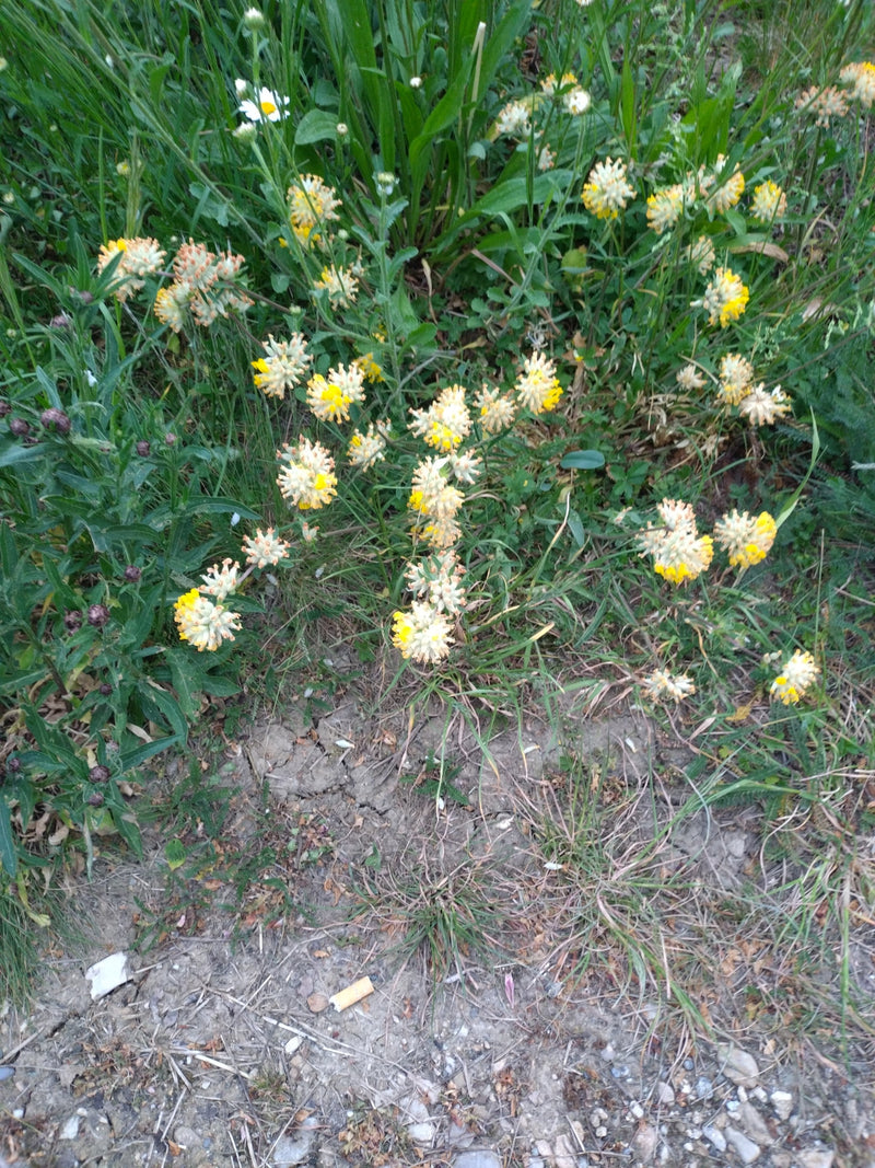 Zu sehen sind mehrere gelbe Blütenstände des Gewöhnlichen Wundklees, die in einer Wiesenvegetation wachsen. Die Pflanzen stehen auf einem Boden mit angrenzen...