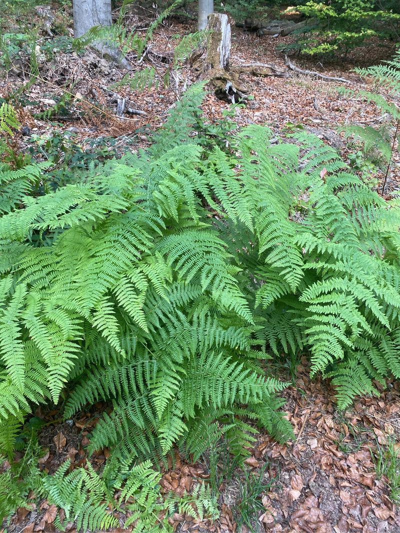 Zu sehen ist ein prächtiger Gewöhnlicher Wurmfarn mit seinen typischen, gefiederten Wedeln auf einem herbstlichen Waldboden. Die Pflanze wächst in einer wald...