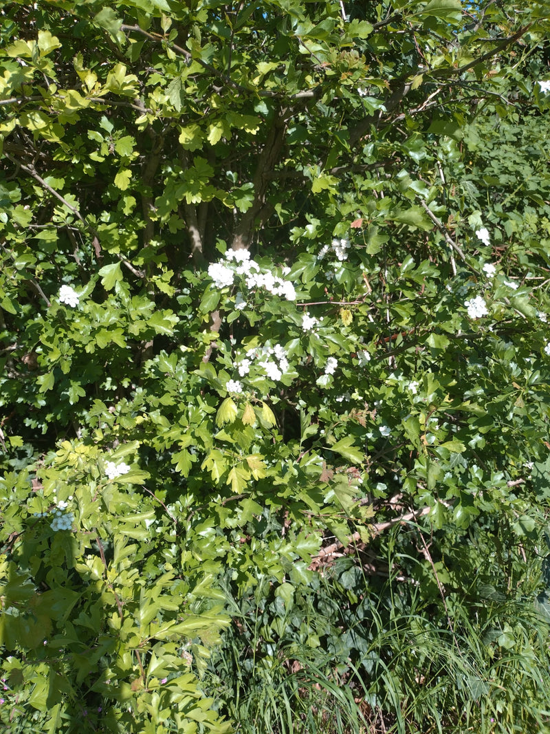 Ein blühender Weißdornstrauch mit gelappten grünen Blättern und weißen Blütenständen.