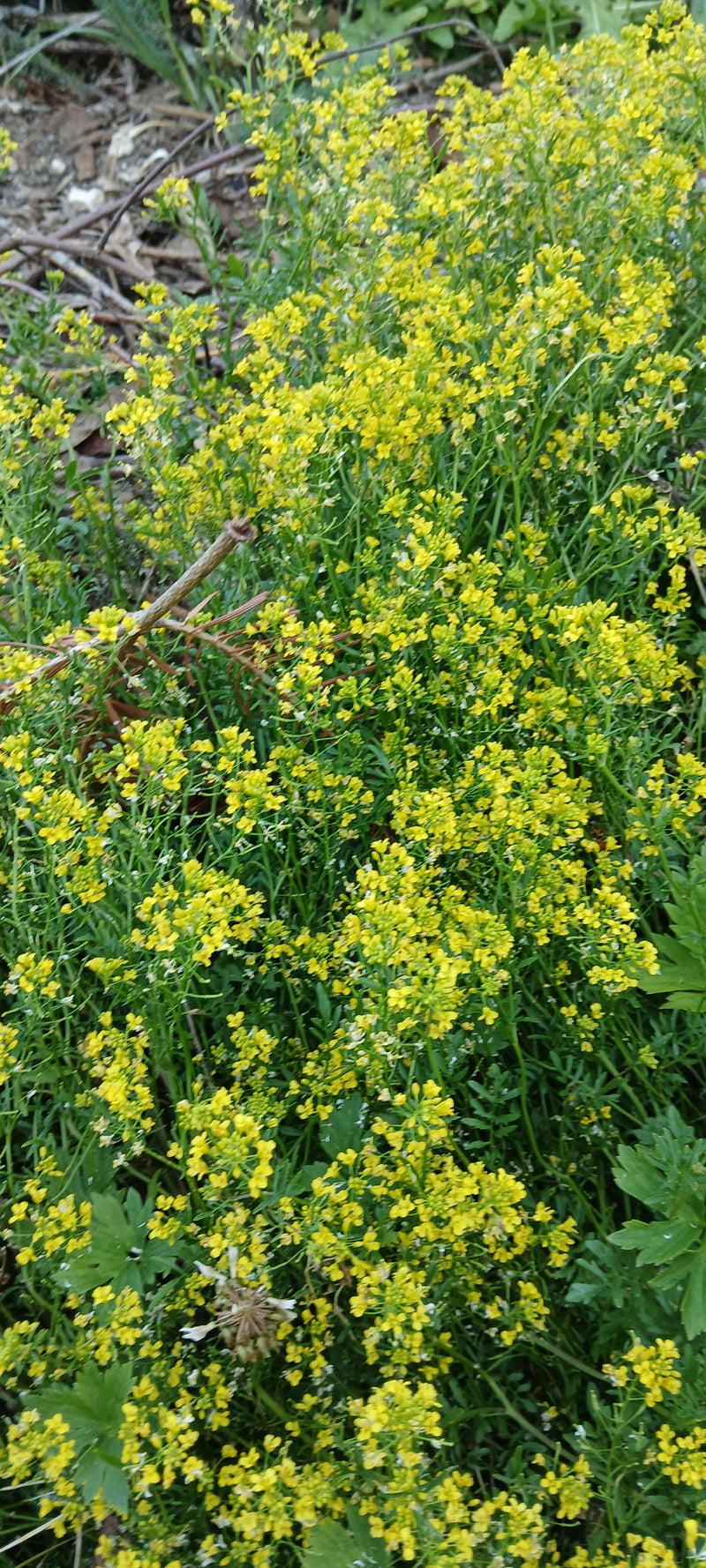 Zu sehen ist ein dicht blühender Bestand des Gewöhnlichen Barbarakrauts mit leuchtend gelben Blüten auf naturnahem Boden.
