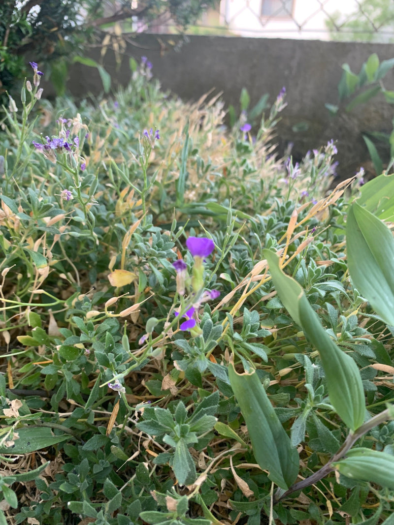 Gewöhnliches Blaukissen — Bild 1 von 10