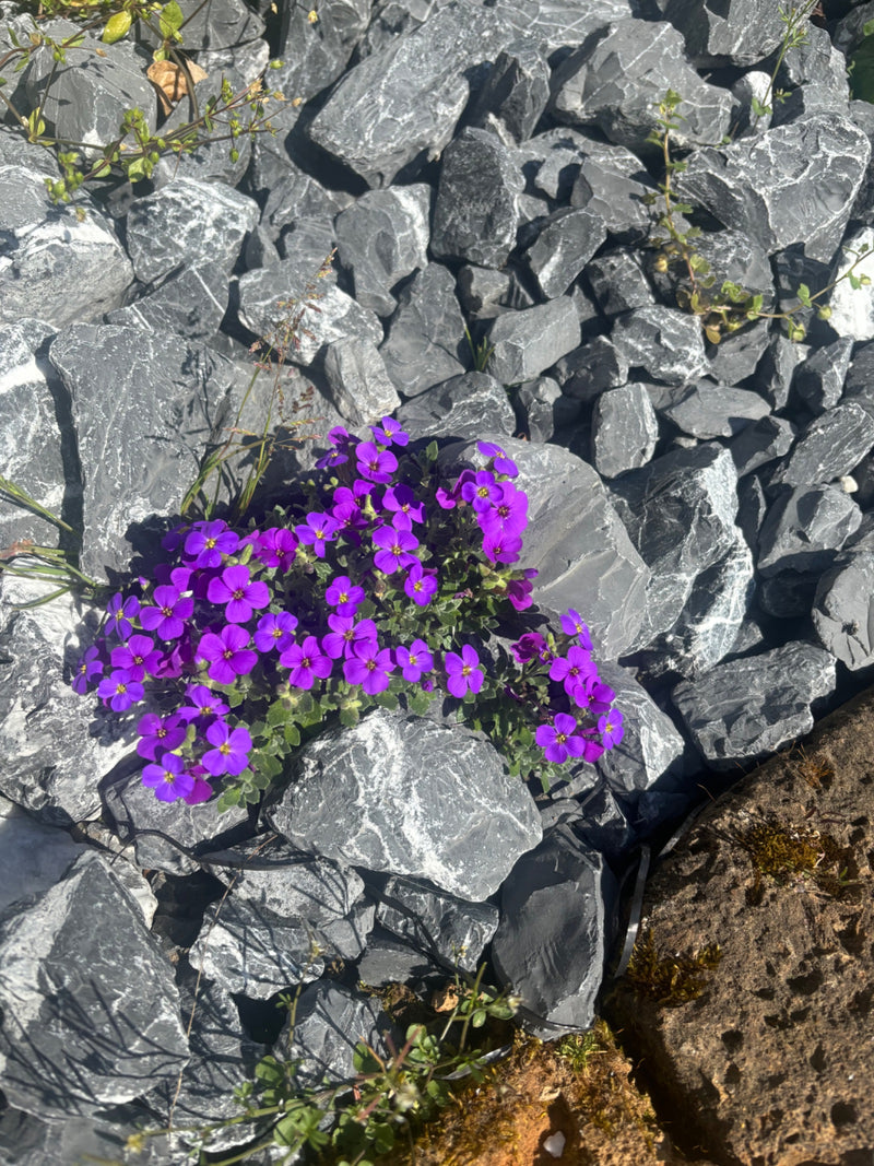 Das Blaukissen ist eine beliebte, polsterbildende Staude aus der Familie der Kreuzblütengewächse, die im Frühjahr intensiv violett blüht. Es wächst bevorzugt...