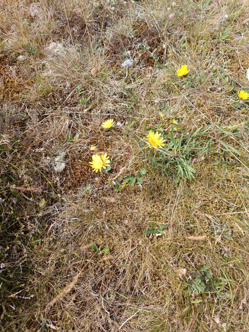 Auf dem Bild ist das Gewöhnliche Ferkelkraut mit seinen charakteristischen gelben Blütenköpfen zu sehen, die in einer trockenen Gras- und Mooslandschaft wach...