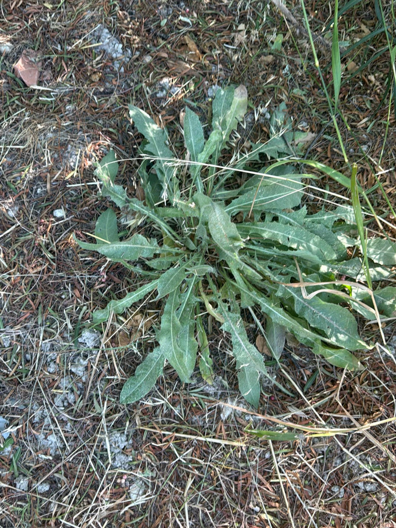 Zu sehen ist die typische, bodennahe Blattrosette des Gewöhnlichen Ferkelkrauts auf trockenem Boden. Die länglichen, gelappt-gezähnten Blätter wachsen in ein...