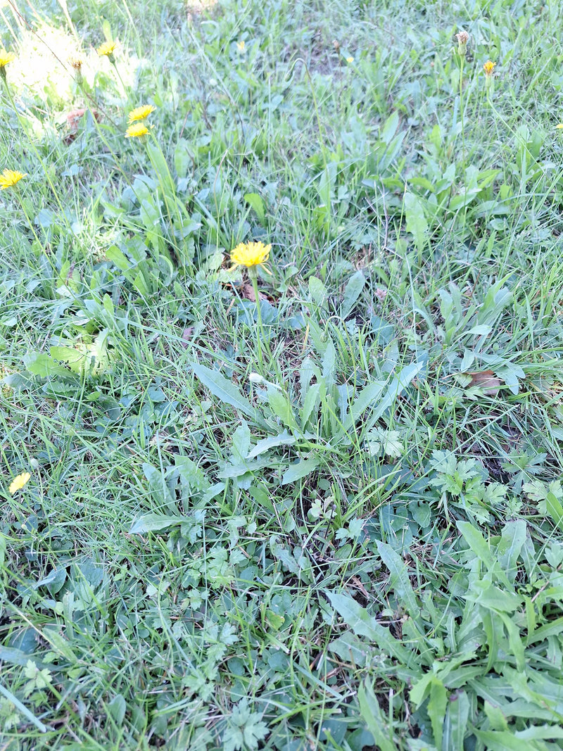 Auf dem Bild ist das Gewöhnliche Ferkelkraut mit seinen gelben Blüten und Rosettenblättern auf einer Wiese zu sehen.