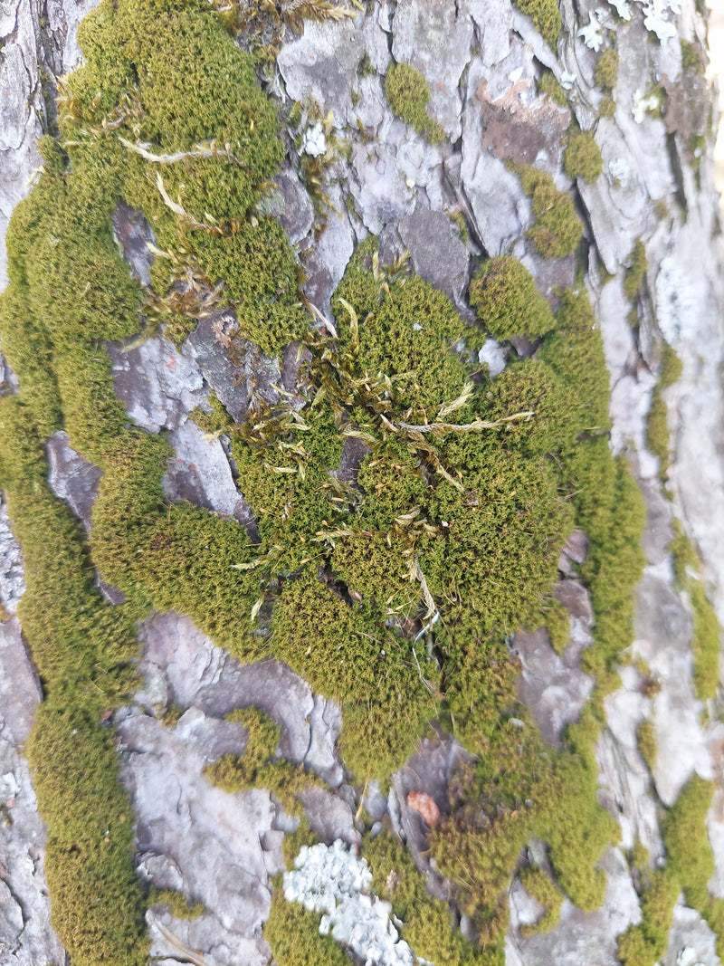 Gewöhnliches Gabelzahnmoos — Bild 3