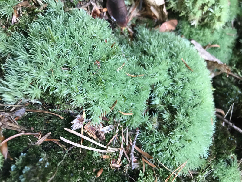 Gewöhnliches Gabelzahnmoos — Bild 1