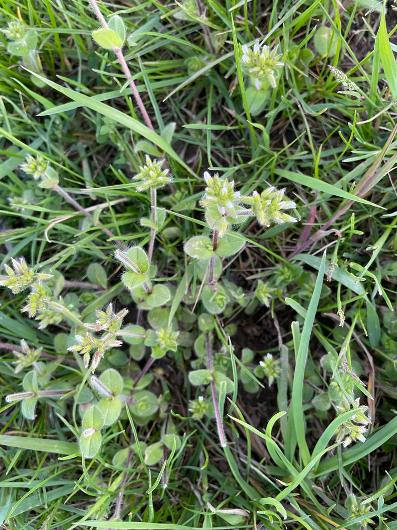 Auf dem Bild ist das Gewöhnliche Hornkraut mit kleinen weißen Blüten und behaarten Blättern in einer Wiese zu sehen.