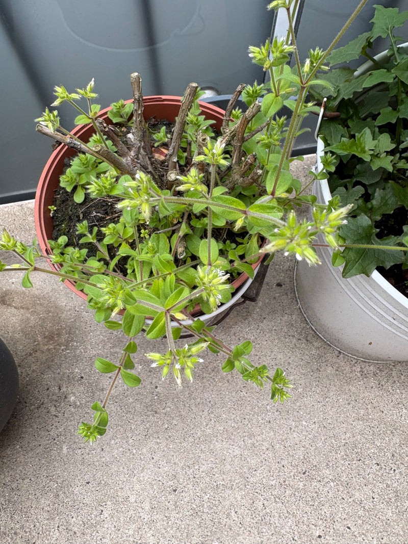 Das Bild zeigt Exemplare des Gewöhnlichen Hornkrauts in einem Blumentopf auf einem hellen Boden. Die krautige Pflanze trägt grüne Blätter und kleine weiße Bl...