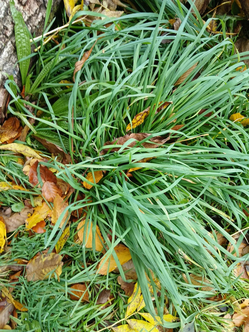 Draufsicht auf einen dichten Horst aus grünen Grashalmen, umgeben von herbstlichen, abgefallenen Laubblättern am Boden.