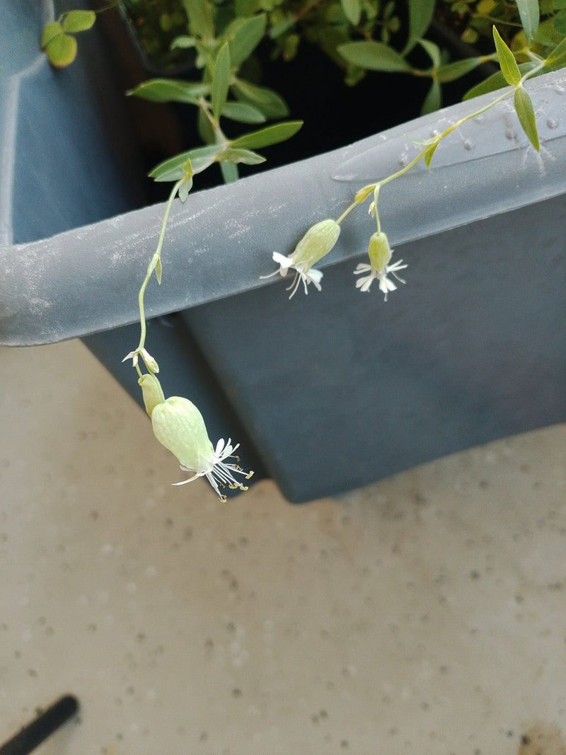 Das Bild zeigt die charakteristischen, hängenden weißen Blüten und aufgeblasenen Kelche des Gewöhnlichen Leimkrauts. Die Pflanze wächst in einem Gefäß auf ei...