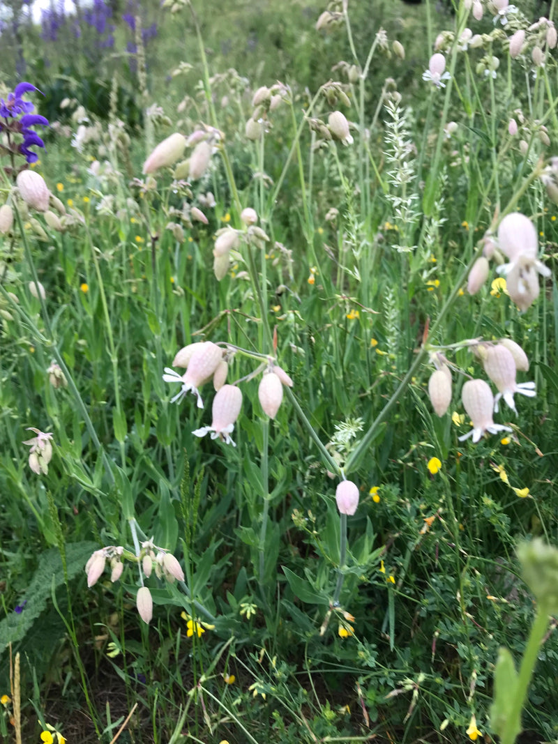 Auf der Wiese blüht das Gewöhnliche Leimkraut mit seinen charakteristischen, aufgeblasenen Kelchen. Die weißen Blüten ragen aus einer naturbelassenen Umgebun...