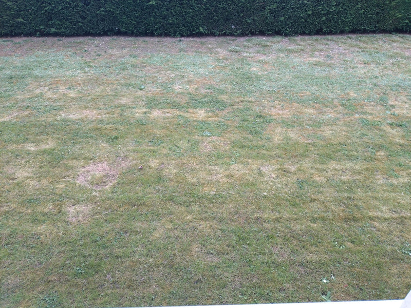 Das Bild zeigt eine grüne Rasenfläche im Garten, die überwiegend aus Gräsern wie dem Deutschen Weidelgras besteht. Im Hintergrund ist eine Hecke zu sehen.