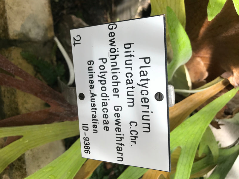 Auf dem Bild ist ein Hinweisschild mit dem wissenschaftlichen Namen Platycerium bifurcatum zu sehen. Im Hintergrund wachsen die typischen geweihartigen Blätt...