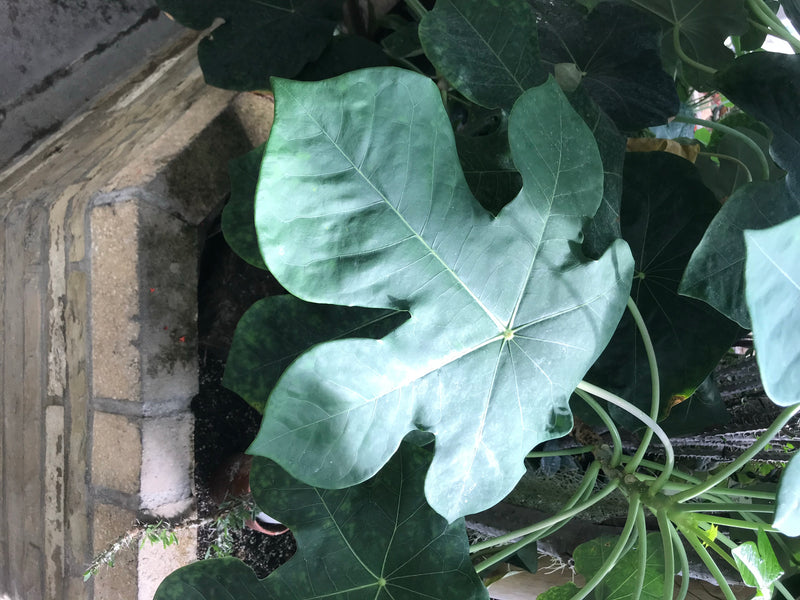Gichtbaum — Bild 2 von 3