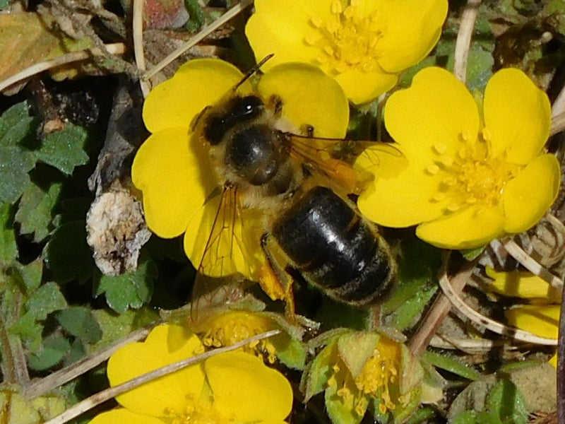 Eine Glänzende Sandbiene sitzt auf gelben Blüten und nimmt Nektar oder Pollen auf. Die Perspektive von oben zeigt den dunklen, glänzenden Hinterleib und die ...