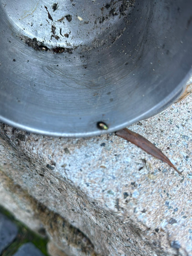 Mehrere kleine Glanzkäfer befinden sich im Inneren und am Rand eines Metallgefäßes auf einem steinernen Untergrund.