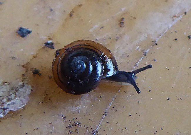 Glanzschnecke — Bild 1 von 1