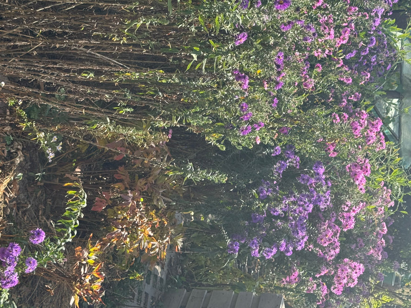 Dichte Bestände von blühenden Astern mit zahlreichen lila und rosa Blütenkörbchen in einem Gartenbeet.