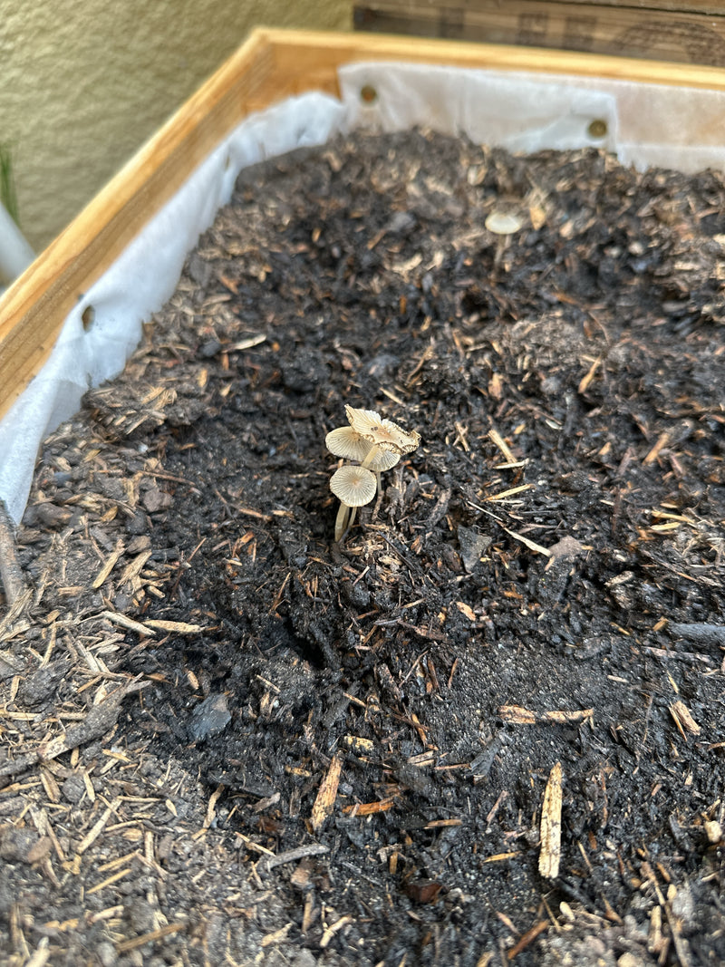 Mehrere kleine Fruchtkörper des Glimmertintlings wachsen auf humusreicher Erde in einem Holzbehälter. Die Hüte zeigen die typische geriefte Struktur.