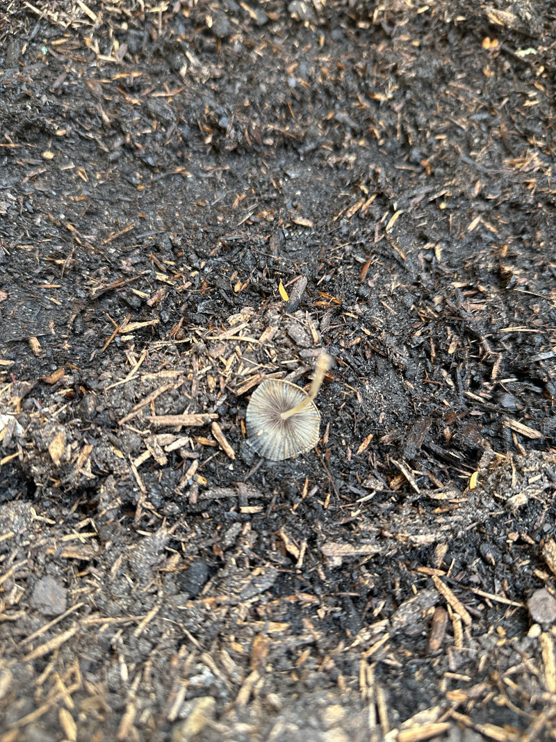 Zu sehen ist ein einzelner Glimmertintling von oben auf dunklem Rindenmulch.