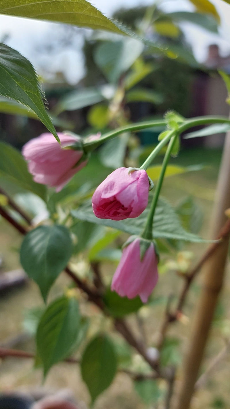 Zu sehen sind rosa, hängende Blütenknospen und grüne Blätter einer Glockenkirsche an einem Zweig. Die Aufnahme zeigt die typische Blütenform im Freiland.