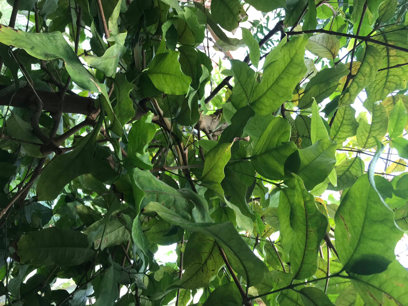 Gnetum-Baum — Bild 2 von 2