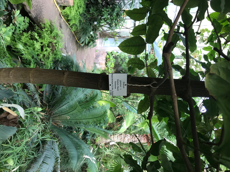 Gnetum-Baum — Bild 1 von 2